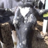 Kako liječiti lišajeve kod goveda